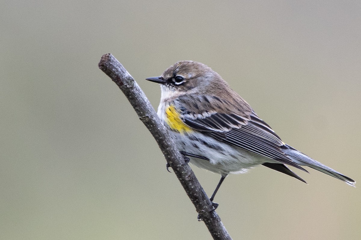 Yellow-rumped Warbler - ML615610991
