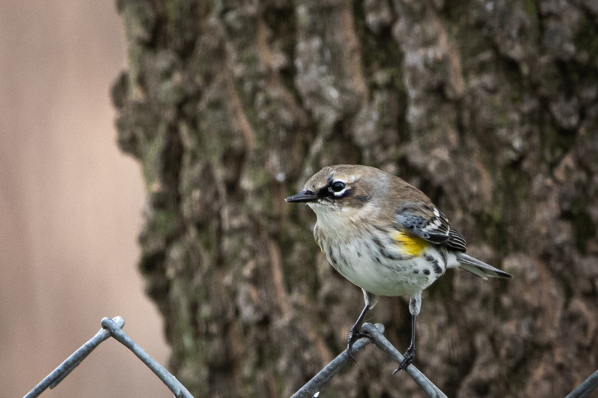 Yellow-rumped Warbler - ML615611010
