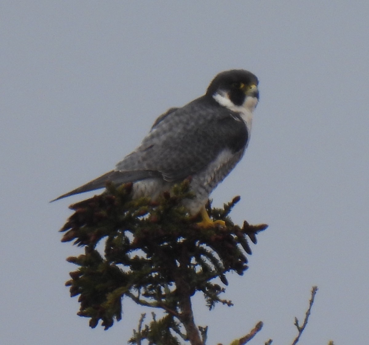 Peregrine Falcon - ML615611013