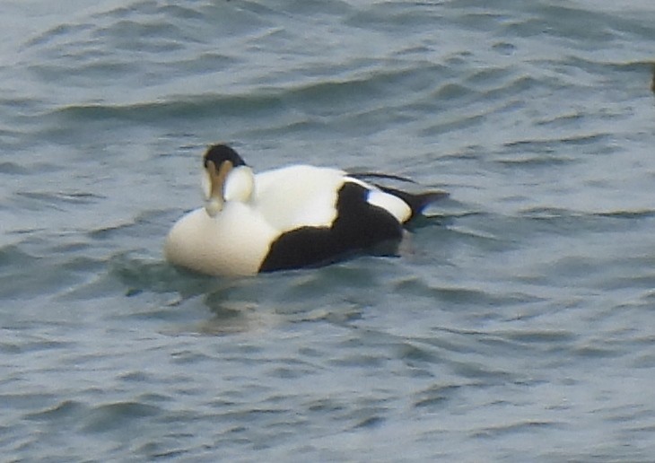 Common Eider - ML615611055