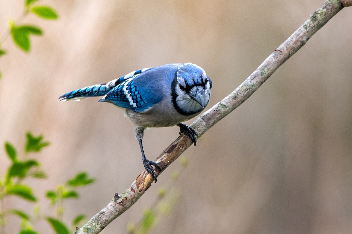 Blue Jay - ML615611064