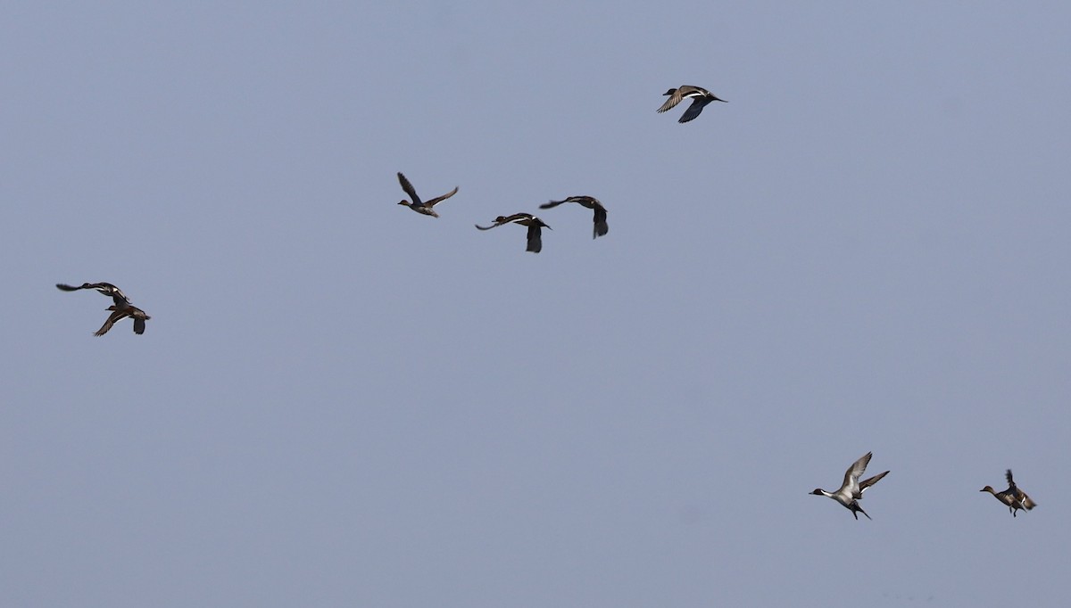 Northern Pintail - ML615611087