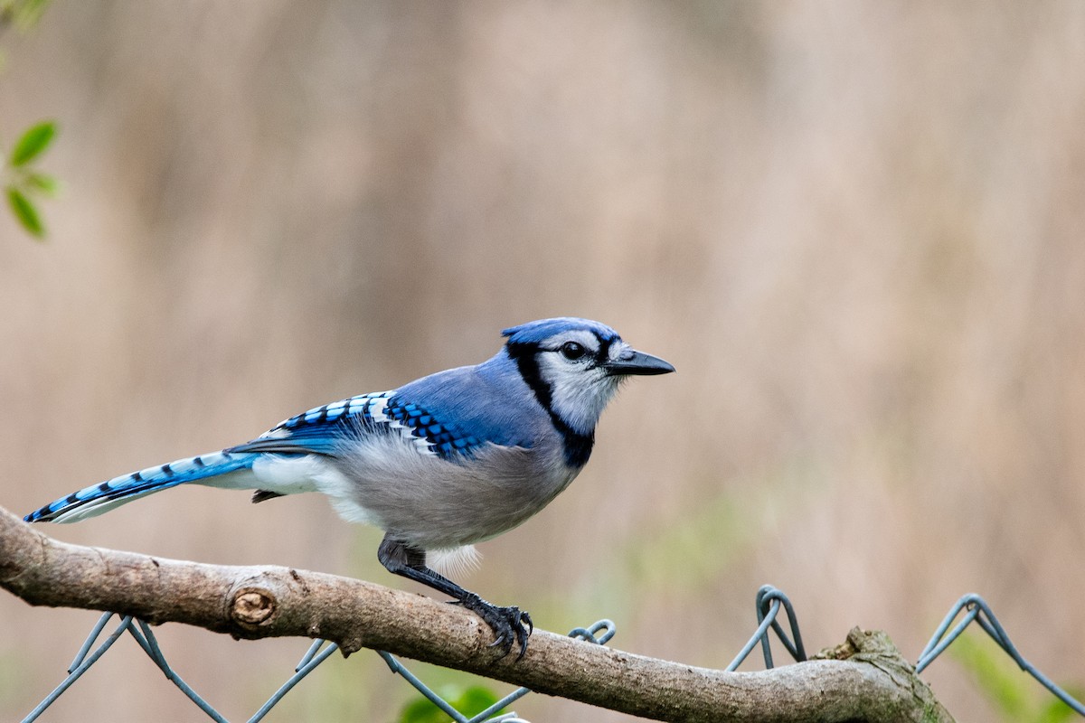 Blue Jay - ML615611089