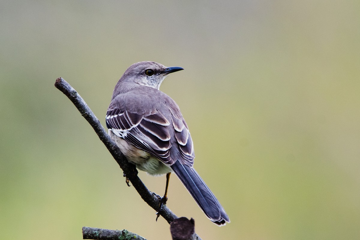 Northern Mockingbird - ML615611169