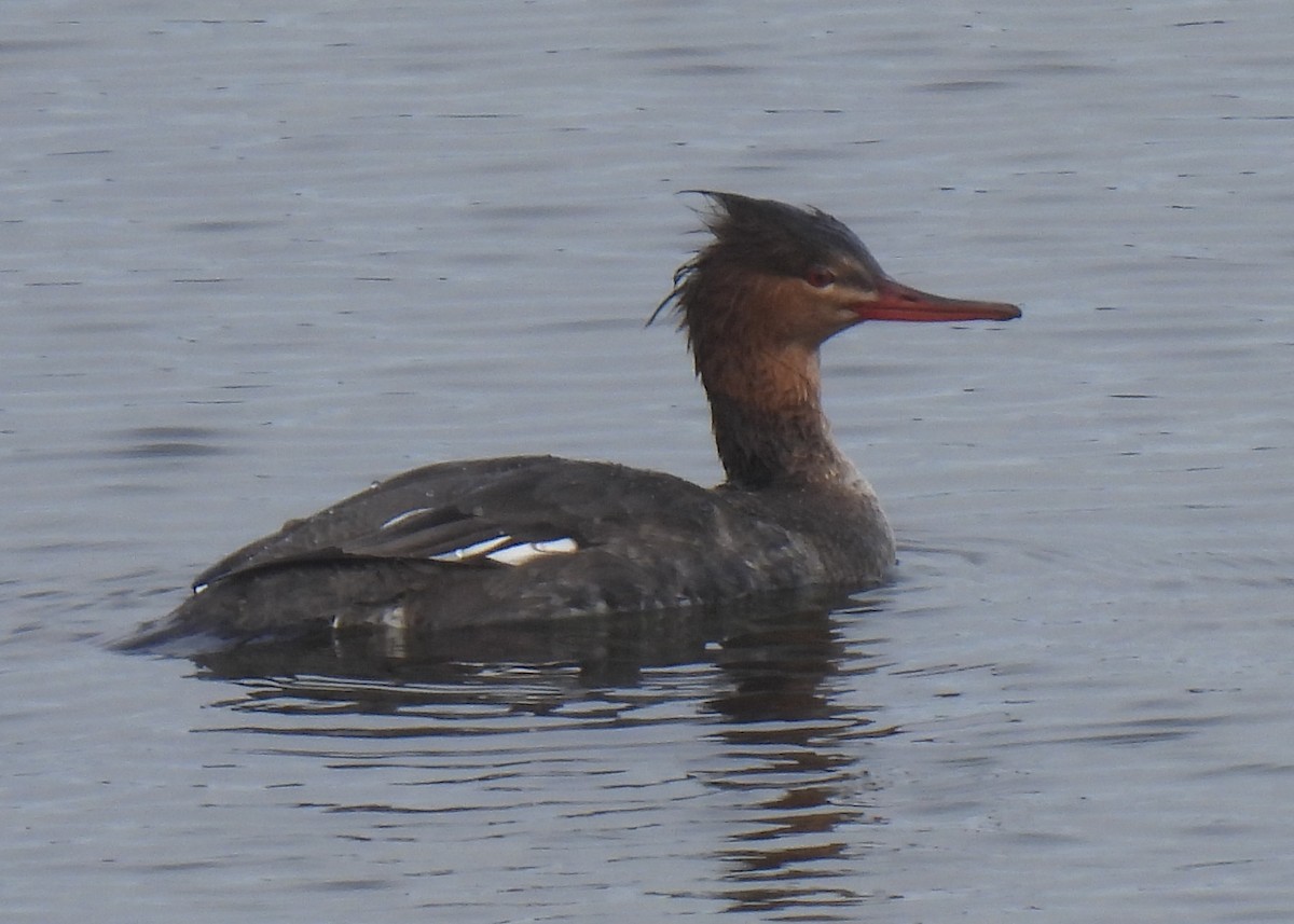 Red-breasted Merganser - ML615611170