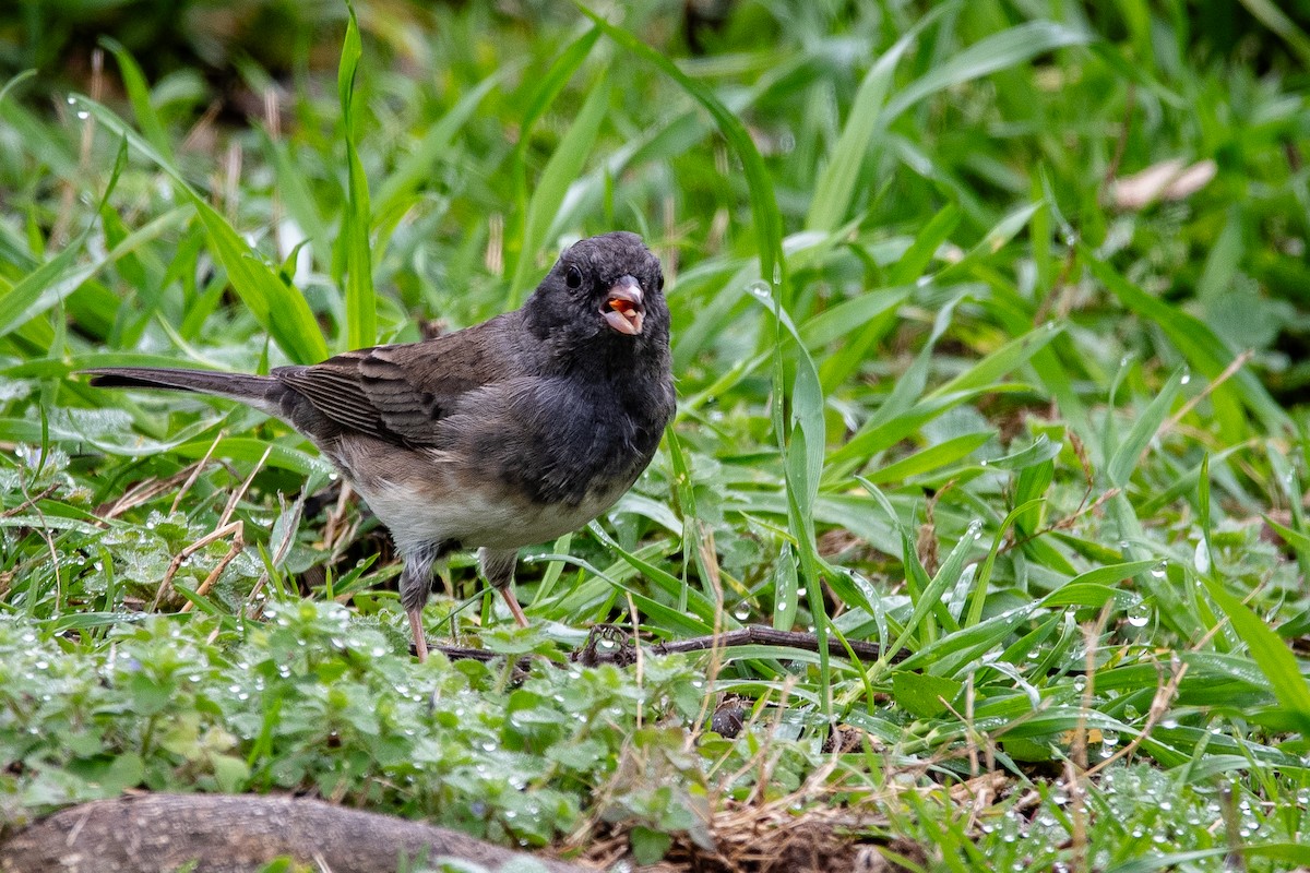 Dark-eyed Junco - ML615611186