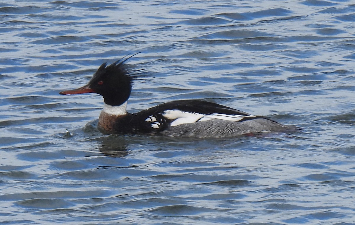 Red-breasted Merganser - ML615611189