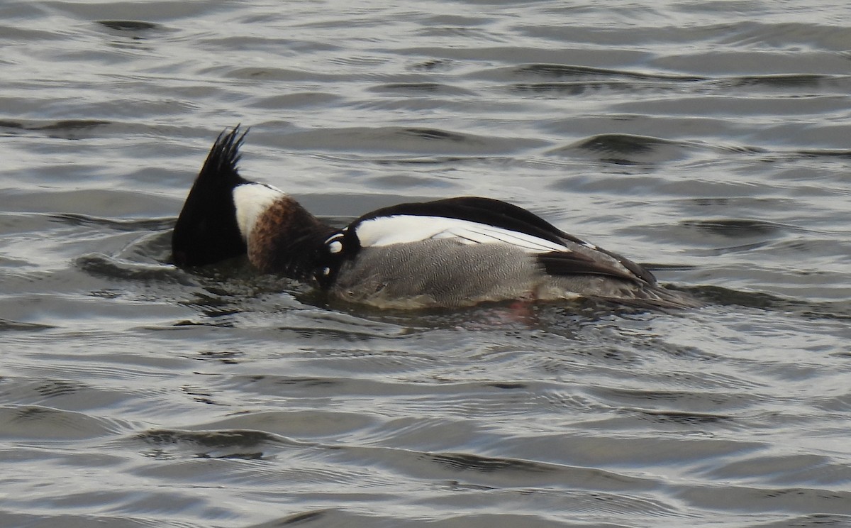 Red-breasted Merganser - ML615611190