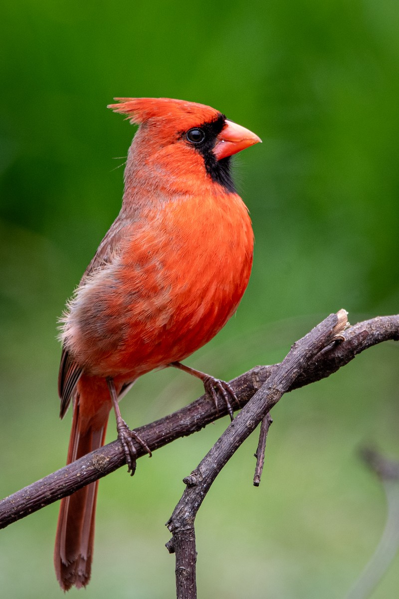 Northern Cardinal - ML615611205
