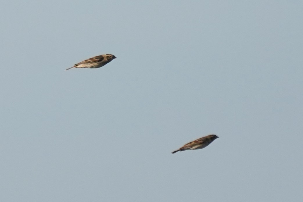 Lapland Longspur - ML615611424