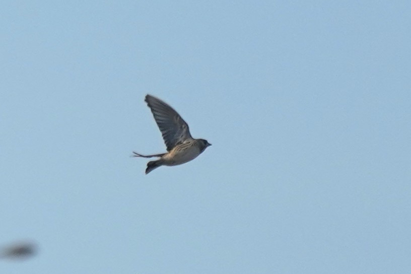 Lapland Longspur - ML615611431