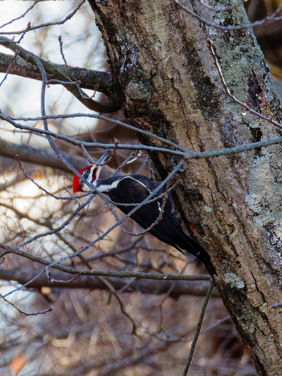 Pileated Woodpecker - ML615611467