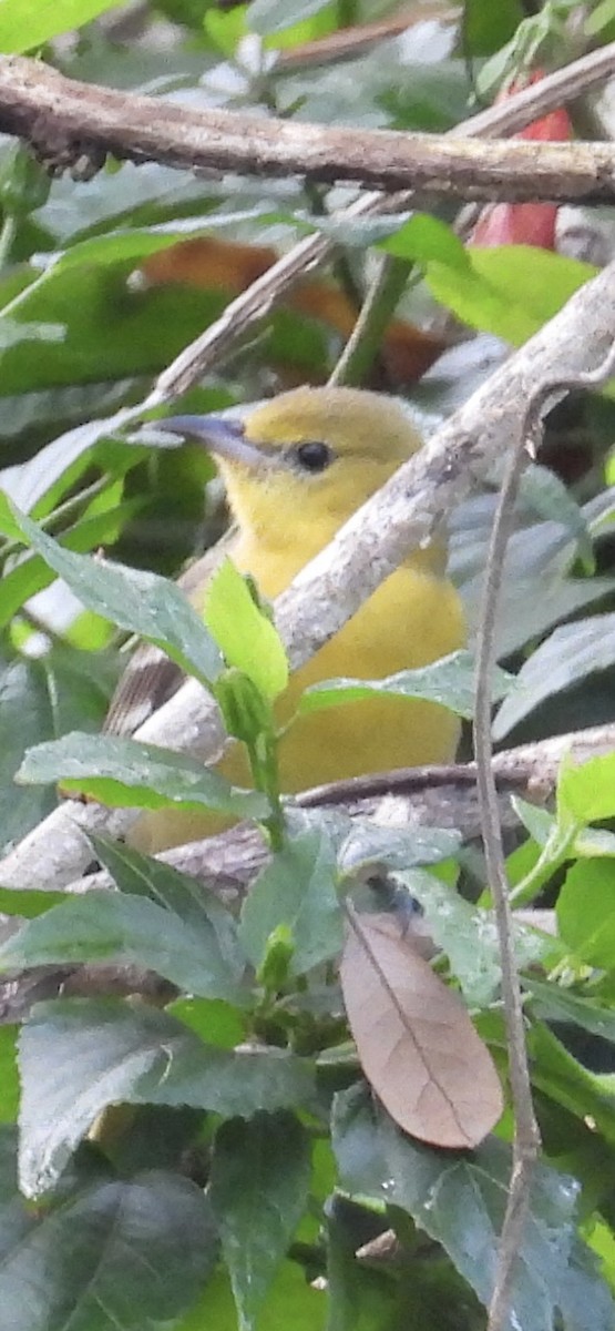 Hooded Oriole - ML615611513