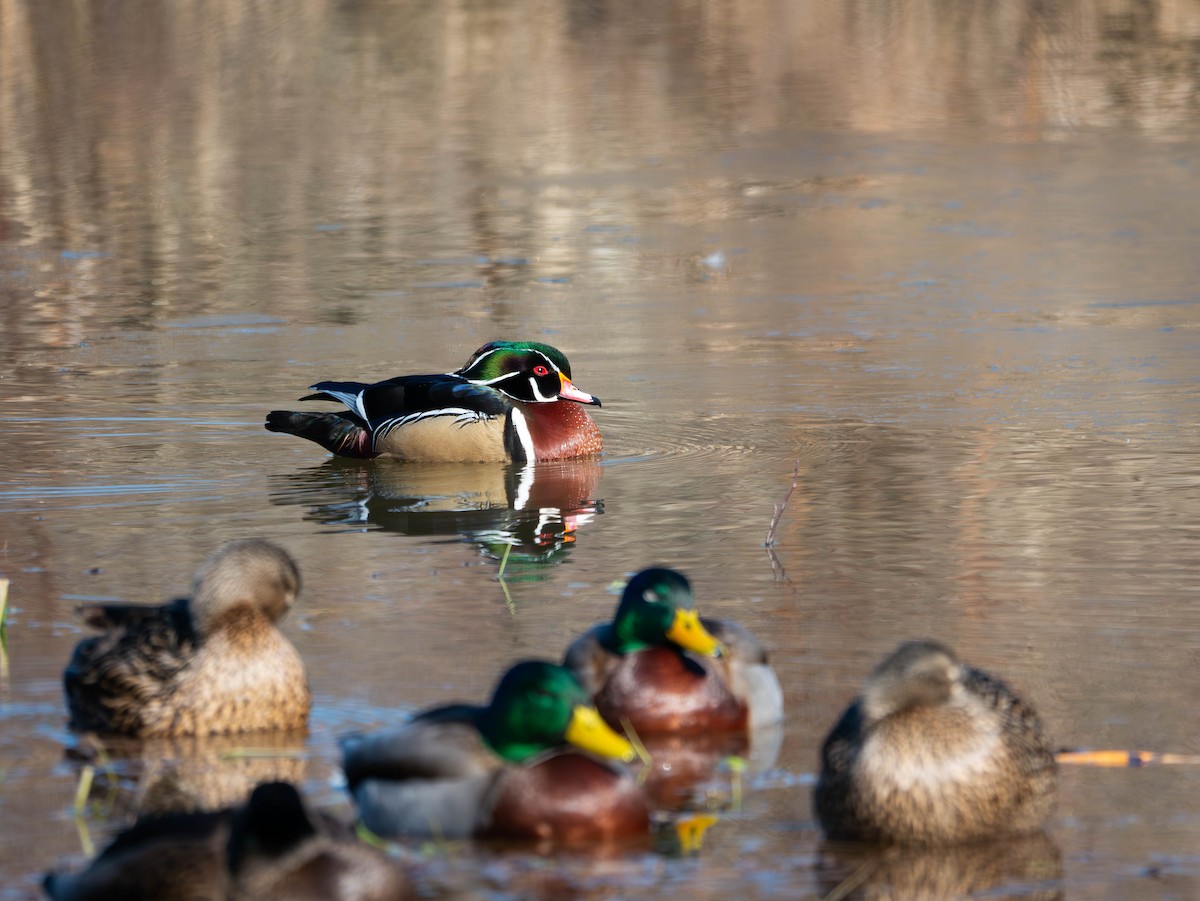 Wood Duck - Natalie Barkhouse-Bishop