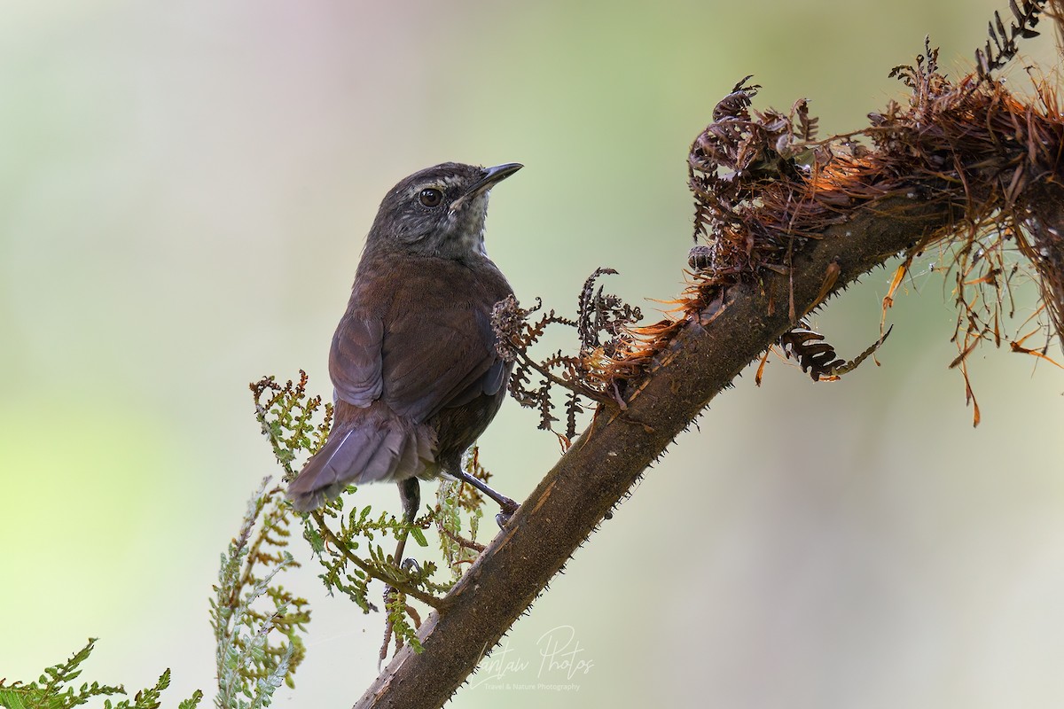 Long-tailed Bush Warbler - ML615611557