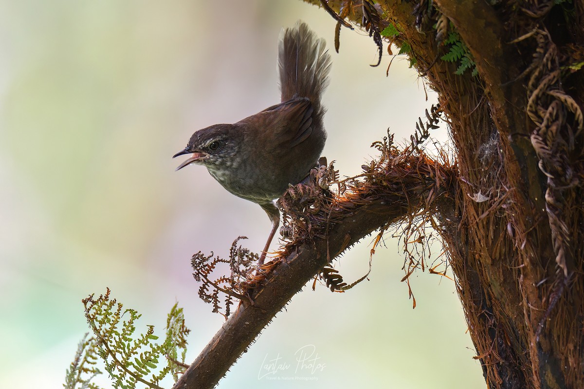 Long-tailed Bush Warbler - ML615611558