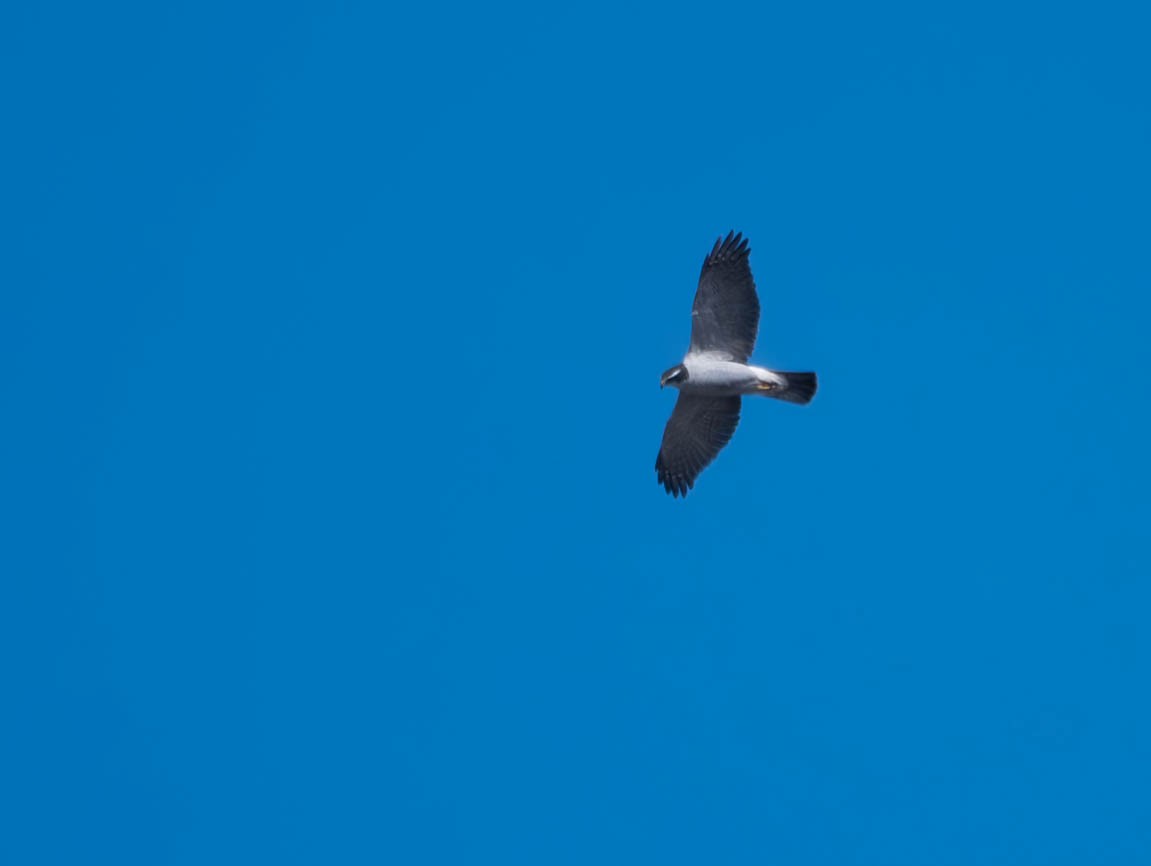 American Goshawk - Natalie Barkhouse-Bishop