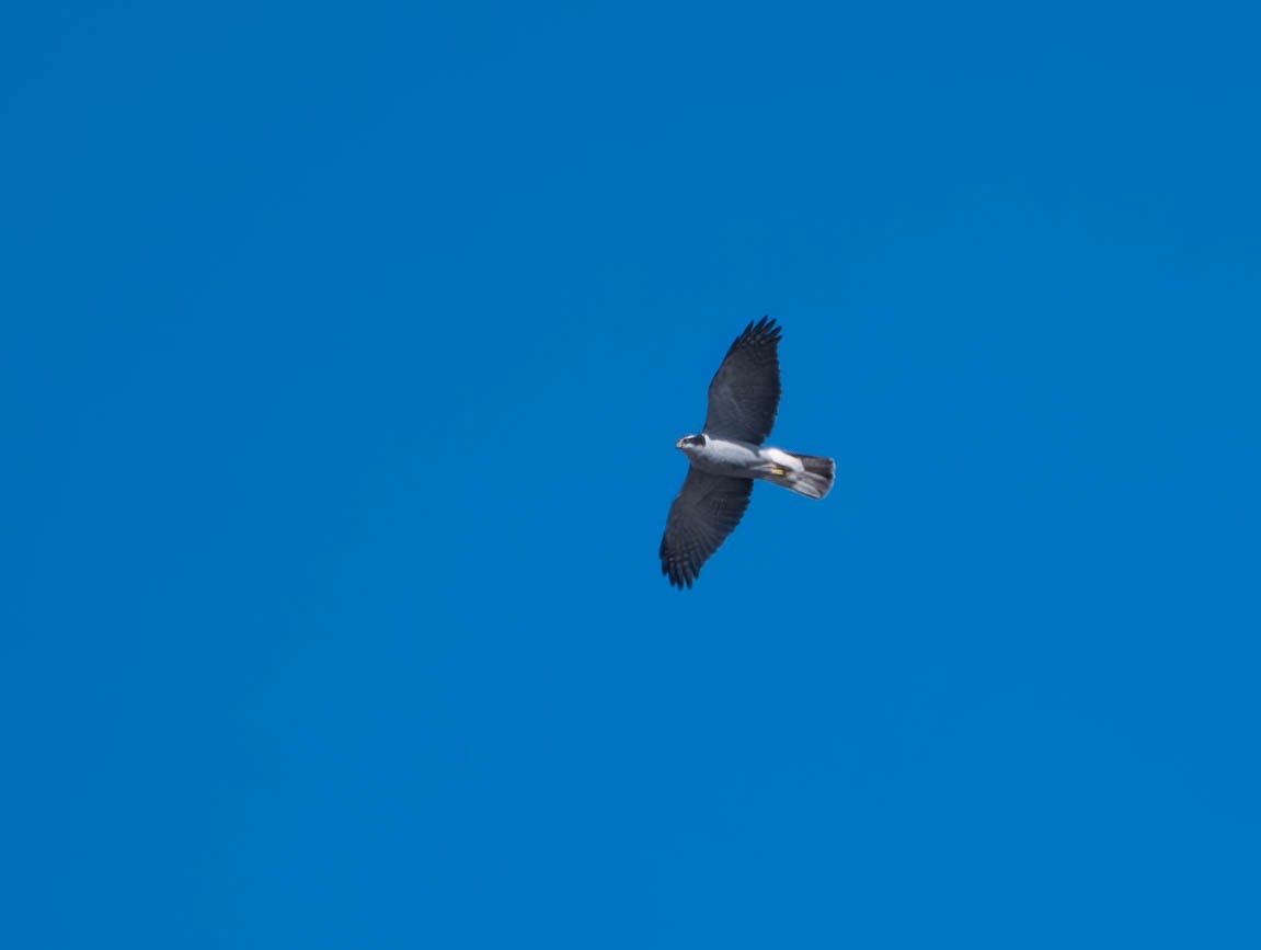 American Goshawk - Natalie Barkhouse-Bishop