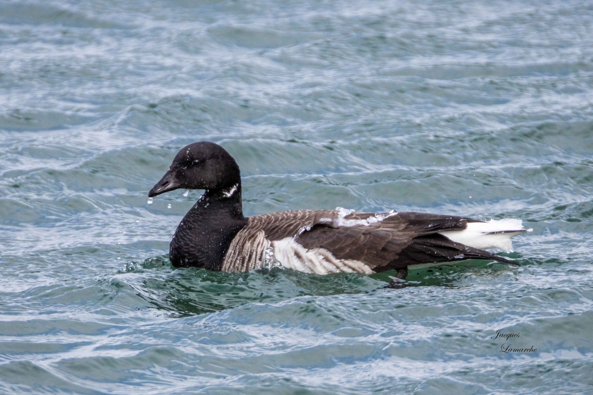 Brant - ML615611636