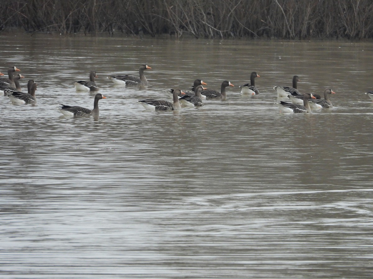 Greater White-fronted Goose - ML615611639