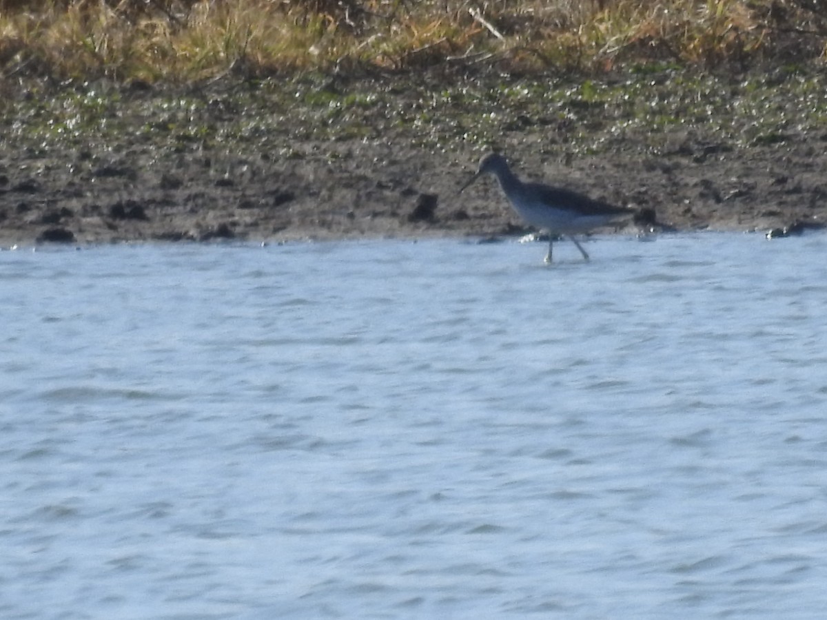 Greater Yellowlegs - ML615611660