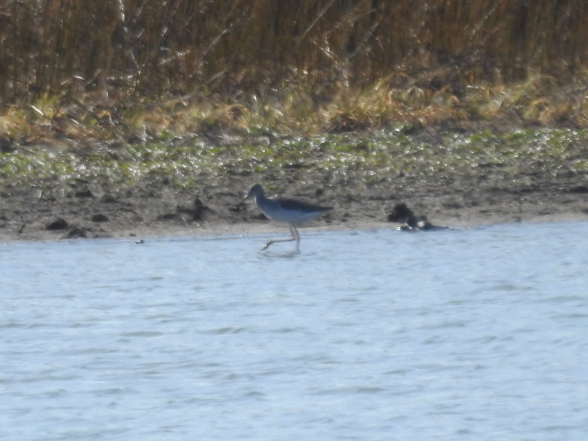 Greater Yellowlegs - ML615611666