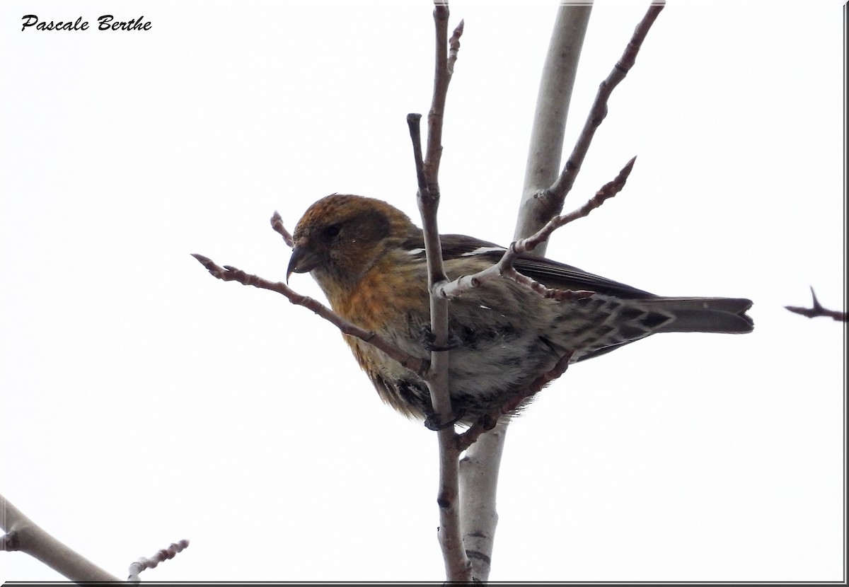 White-winged Crossbill - Pascale Berthe