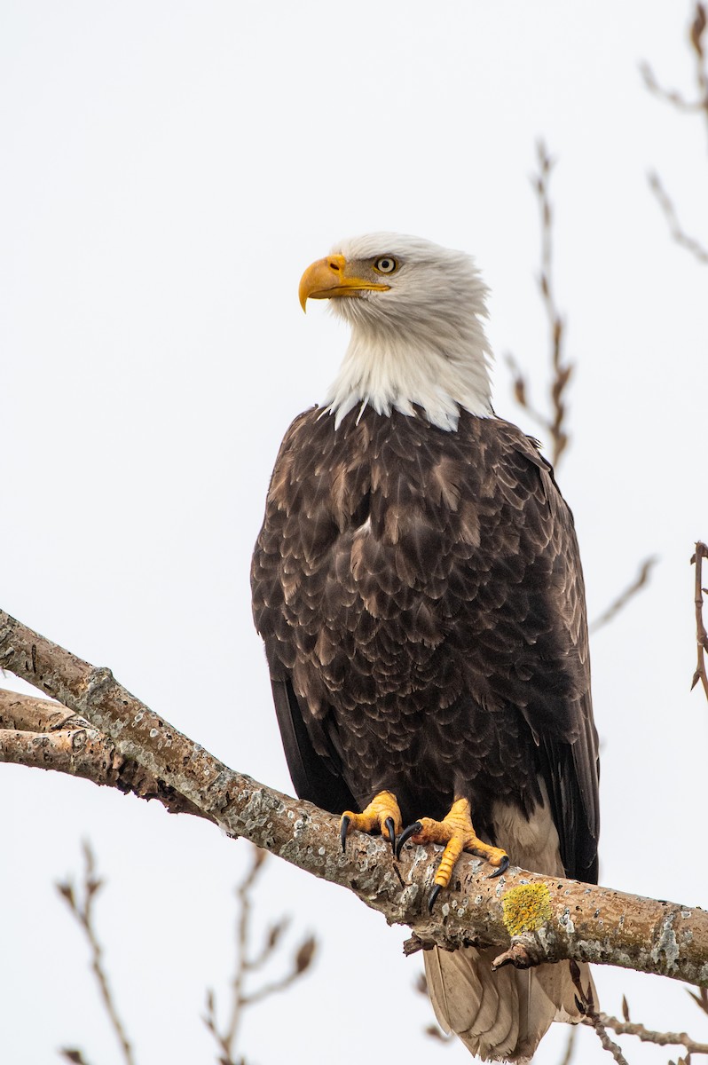 Bald Eagle - ML615611730