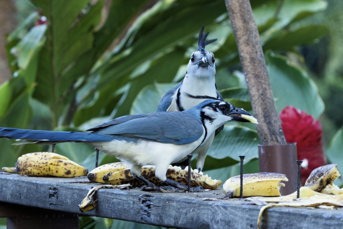 White-throated Magpie-Jay - ML615611738