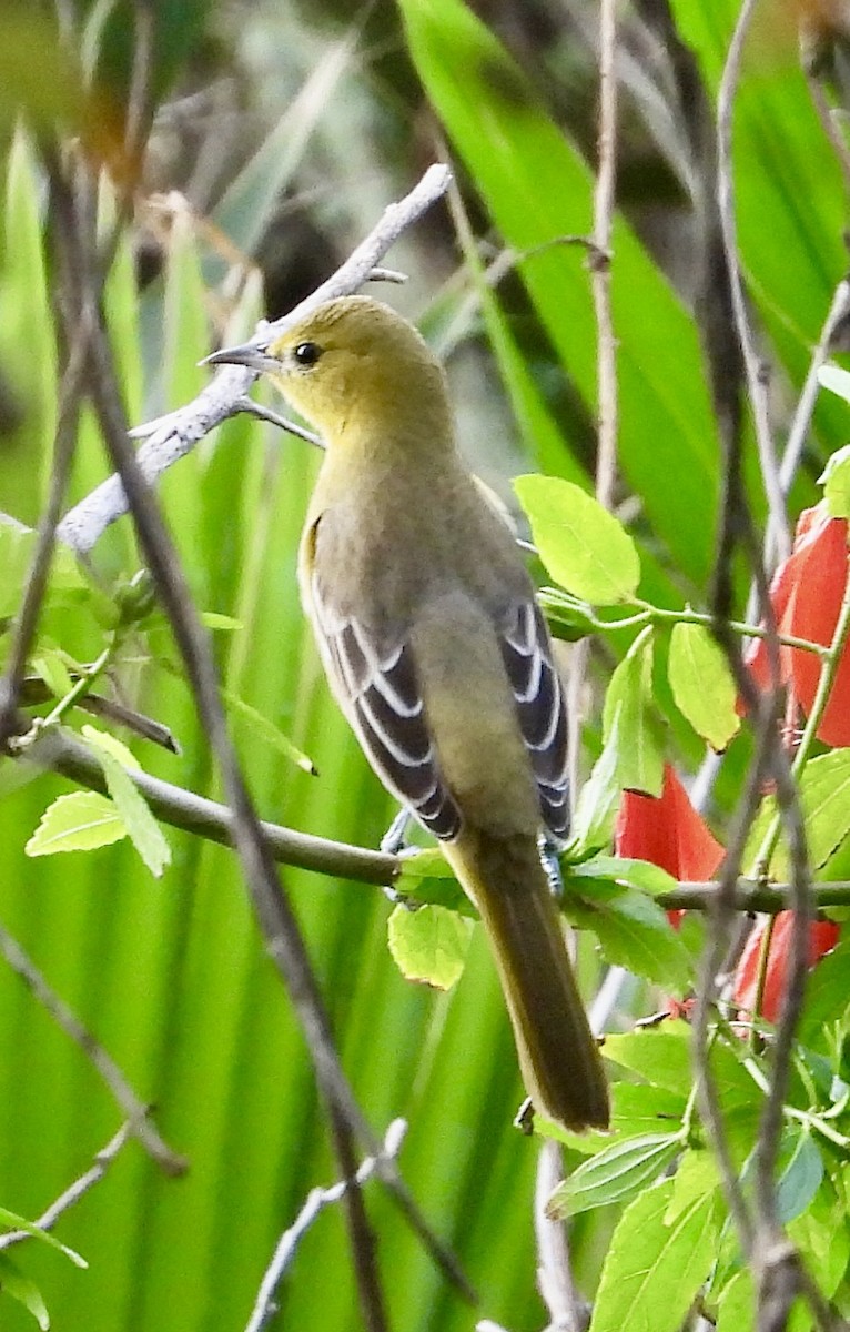 Hooded Oriole - ML615611766