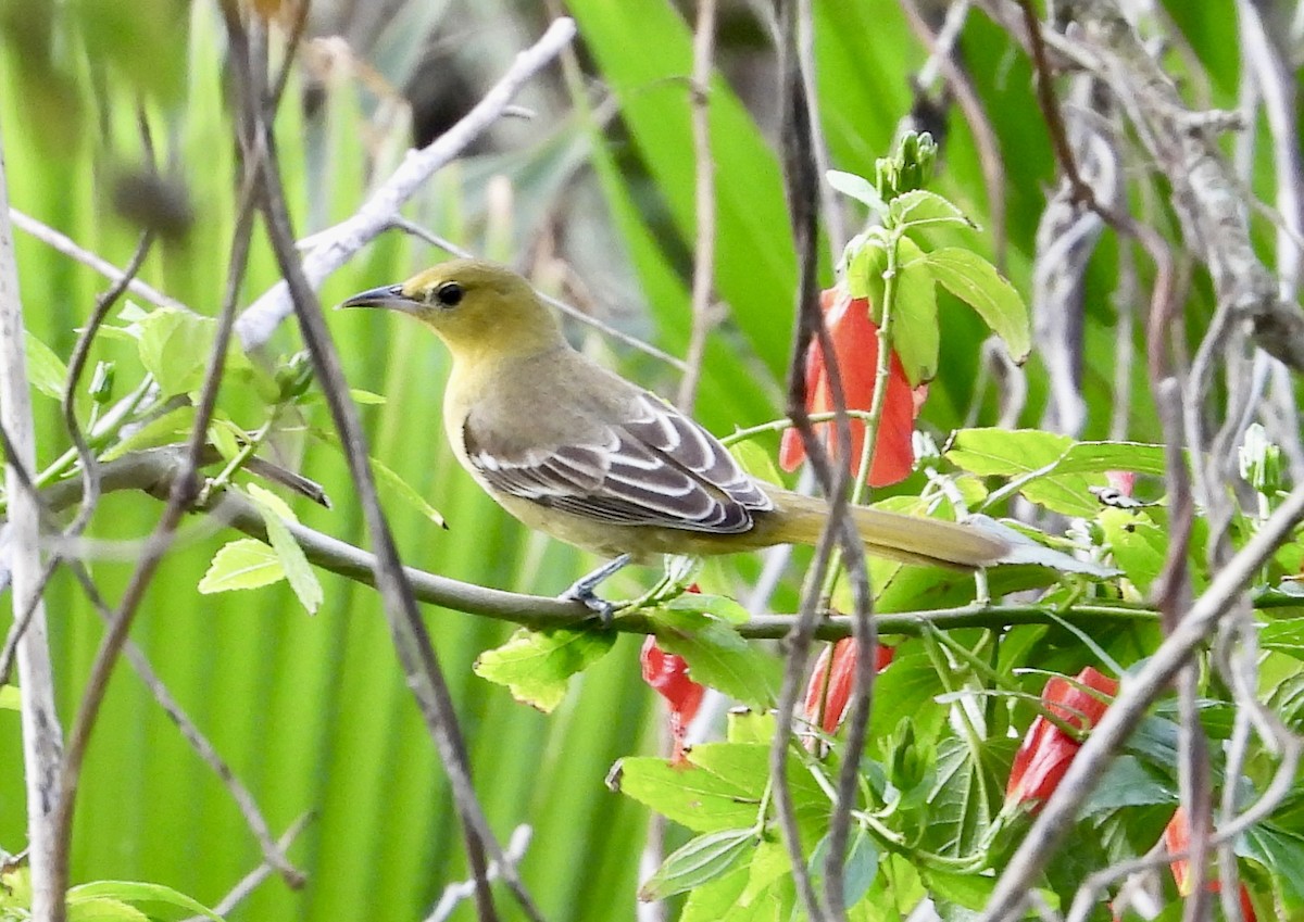 Hooded Oriole - ML615611768