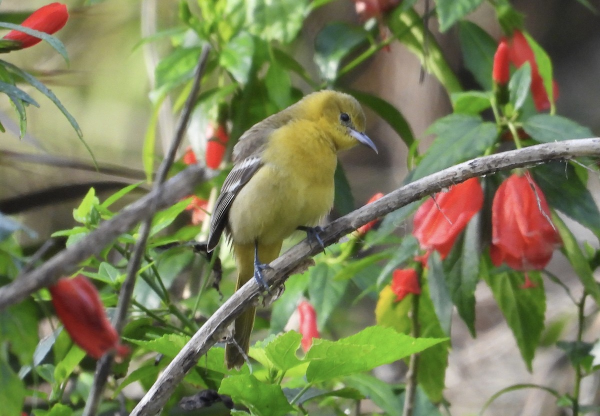 Hooded Oriole - ML615611790