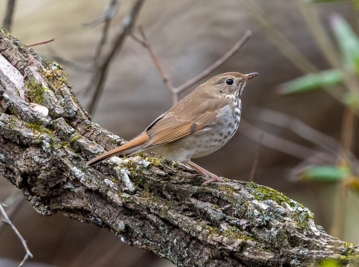 Hermit Thrush - ML615611808