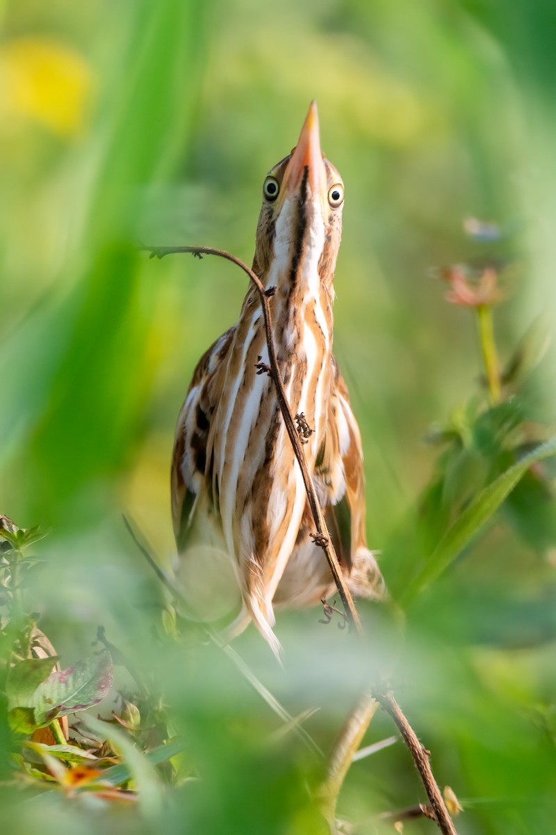 Least Bittern - André Adeodato - Aves de Sobral