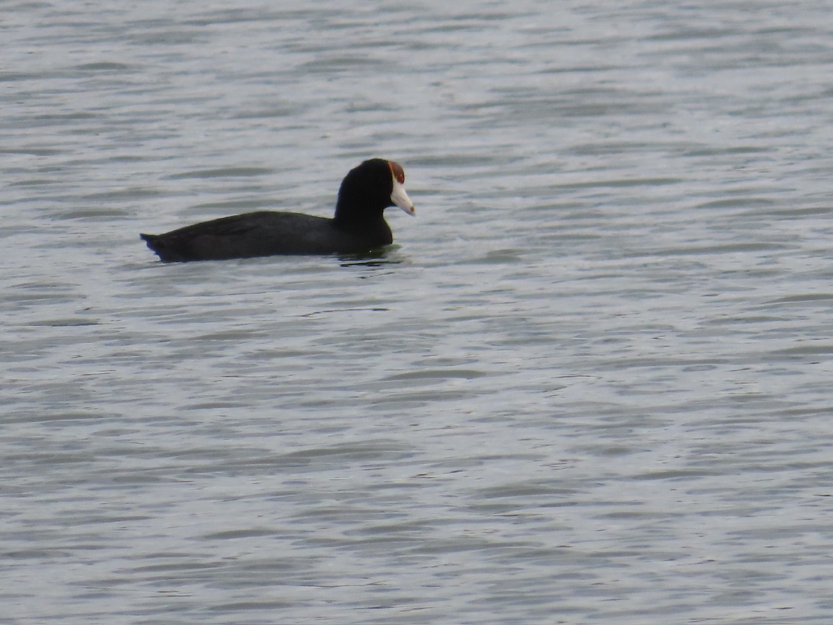 Hawaiian Coot (Red-shielded) - Kathy Dale