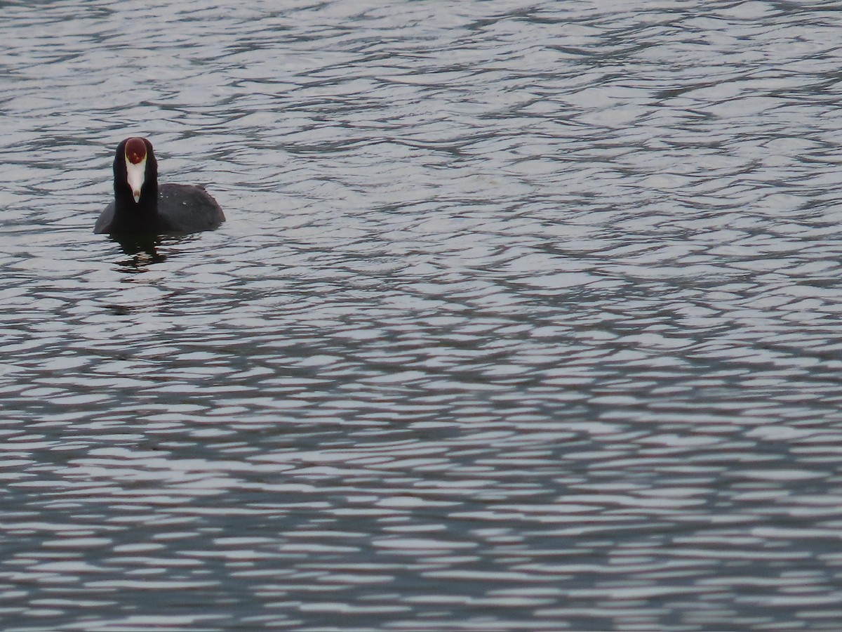 Hawaiian Coot (Red-shielded) - Kathy Dale