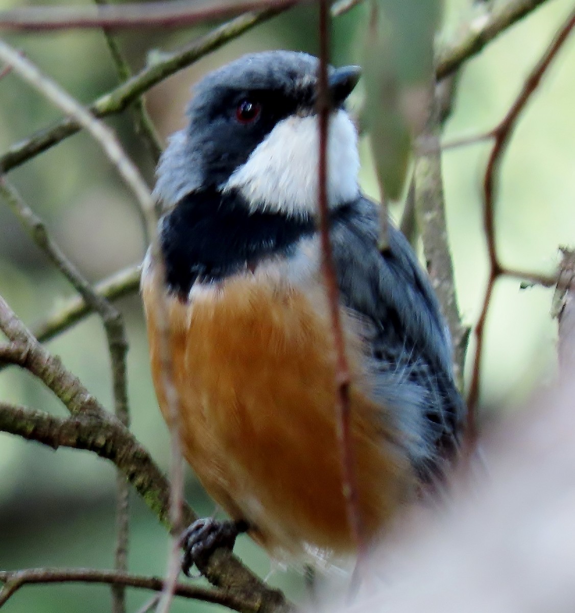 Rufous Whistler - Phil Skeggs