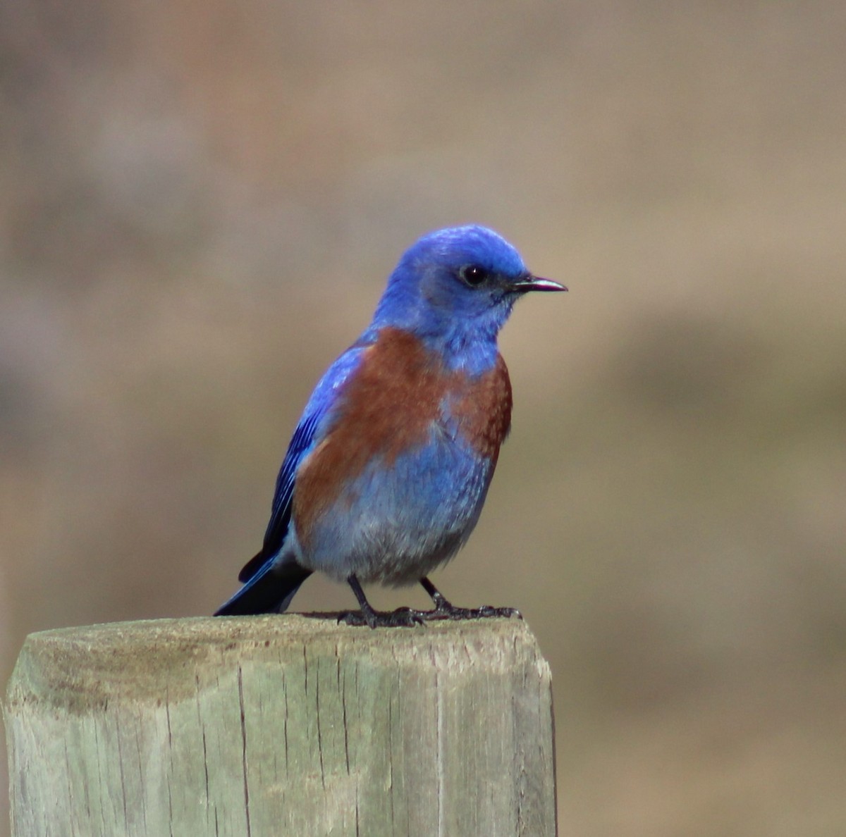 Western Bluebird - ML615611953