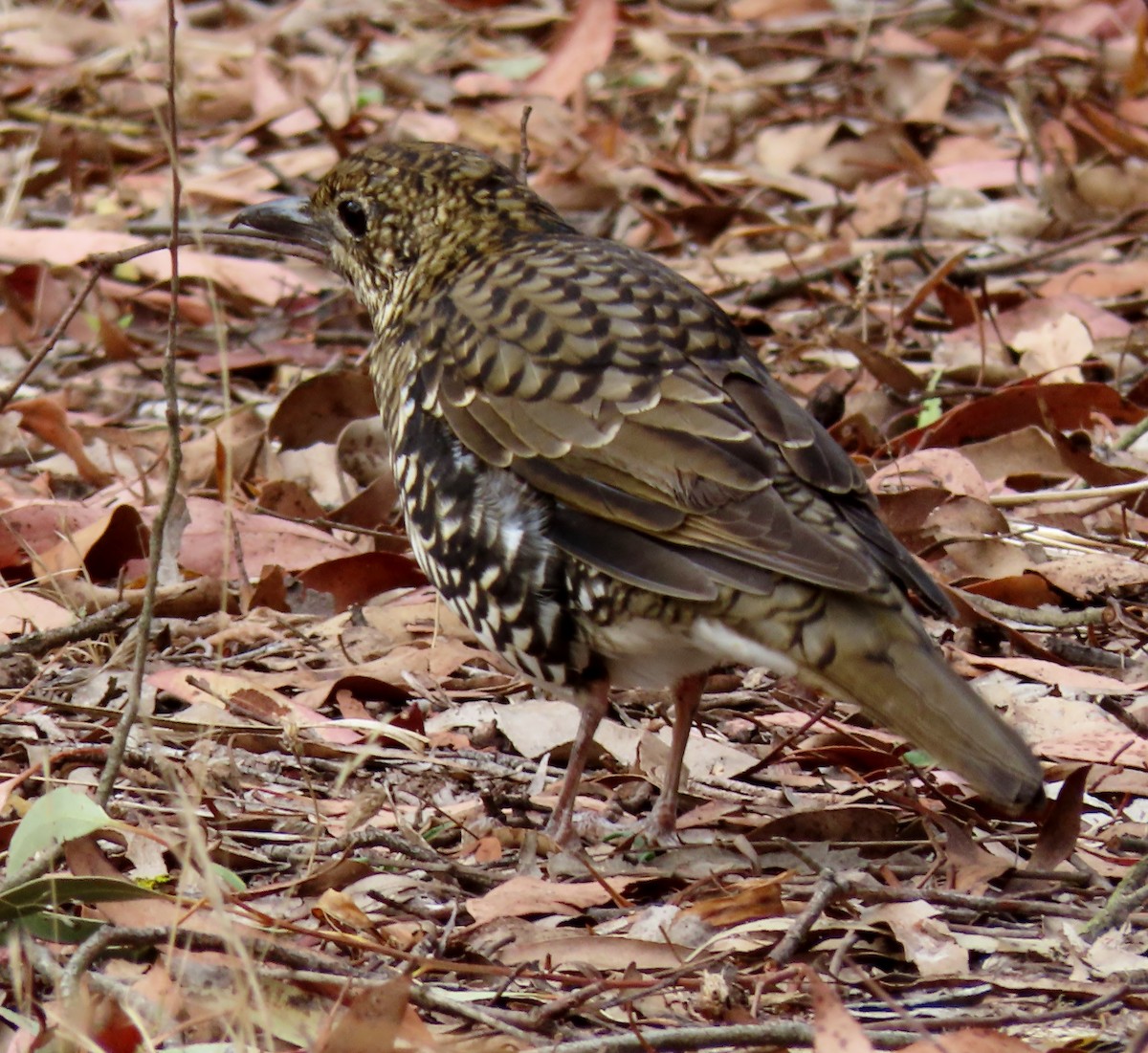 Bassian Thrush - ML615611963