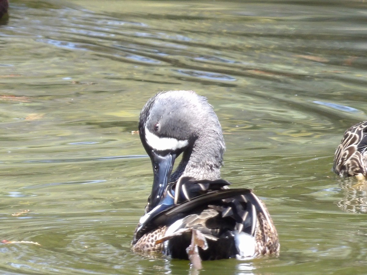 Blue-winged Teal - ML615611998