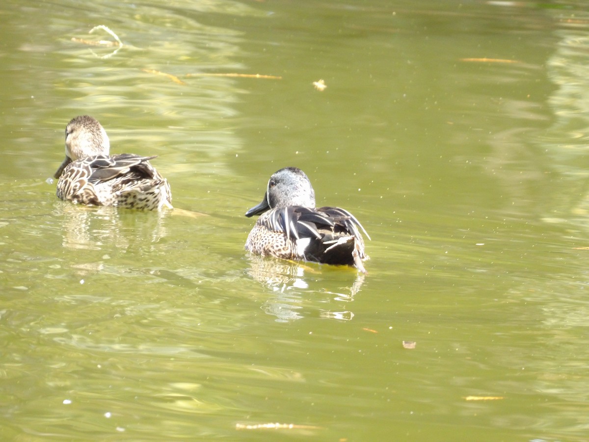 Blue-winged Teal - ML615612002