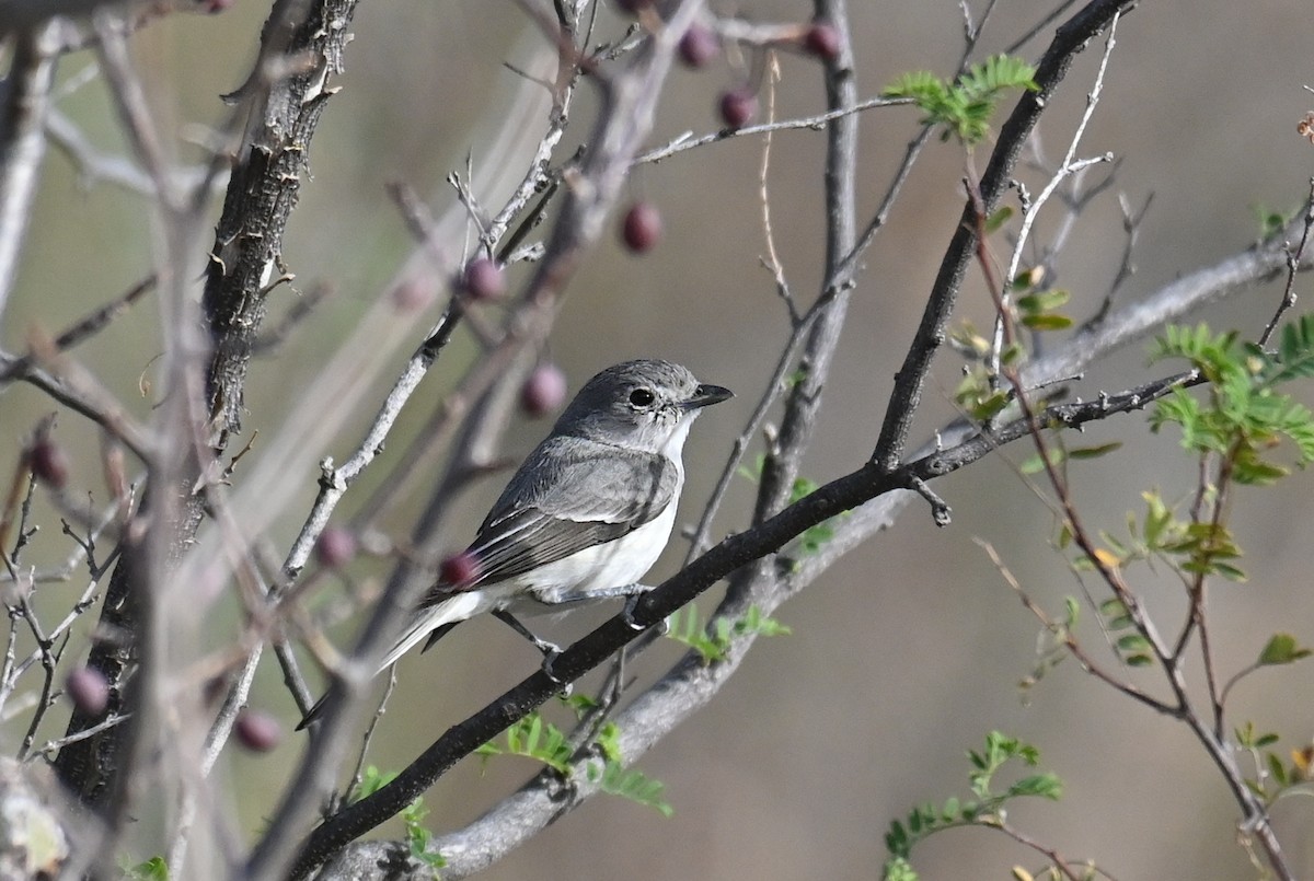 Gray Vireo - ML615612009