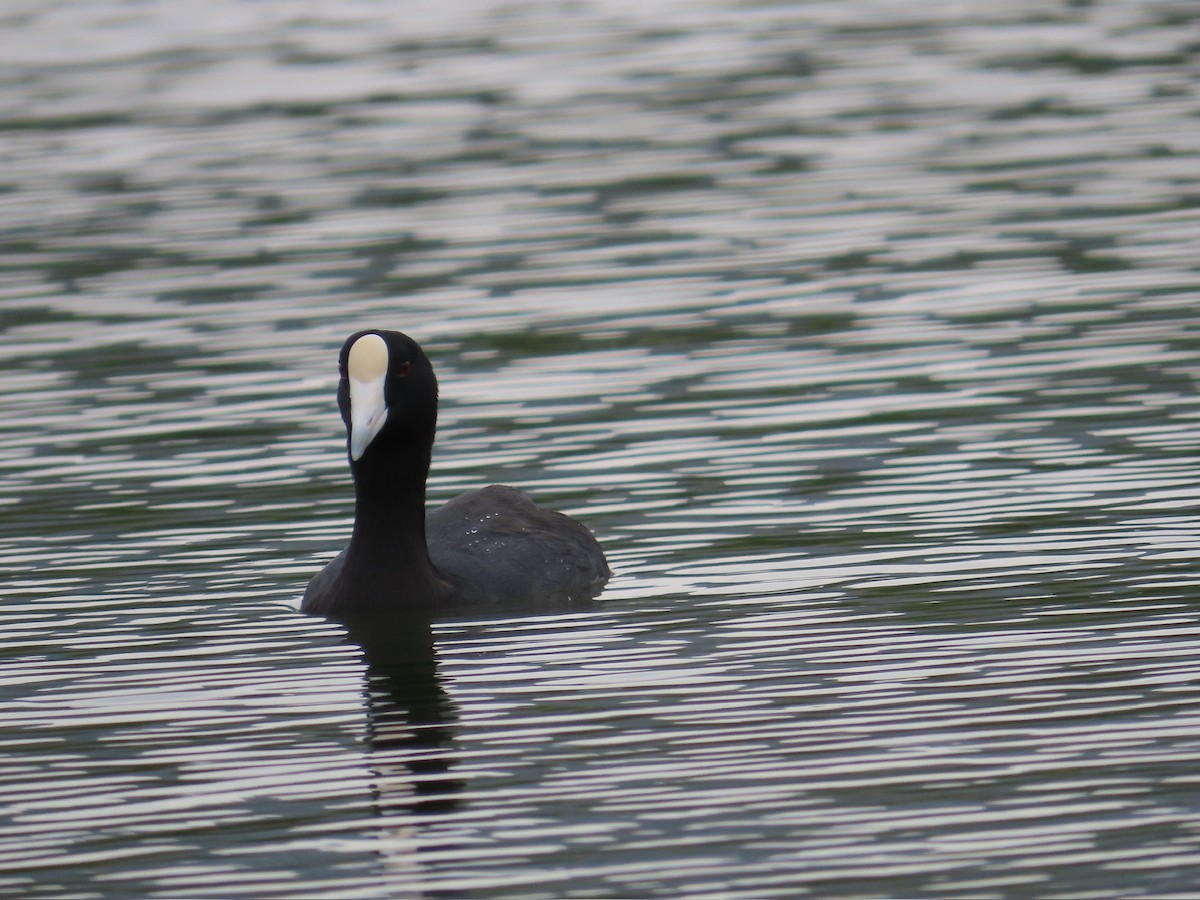 Hawaiian Coot - Kathy Dale