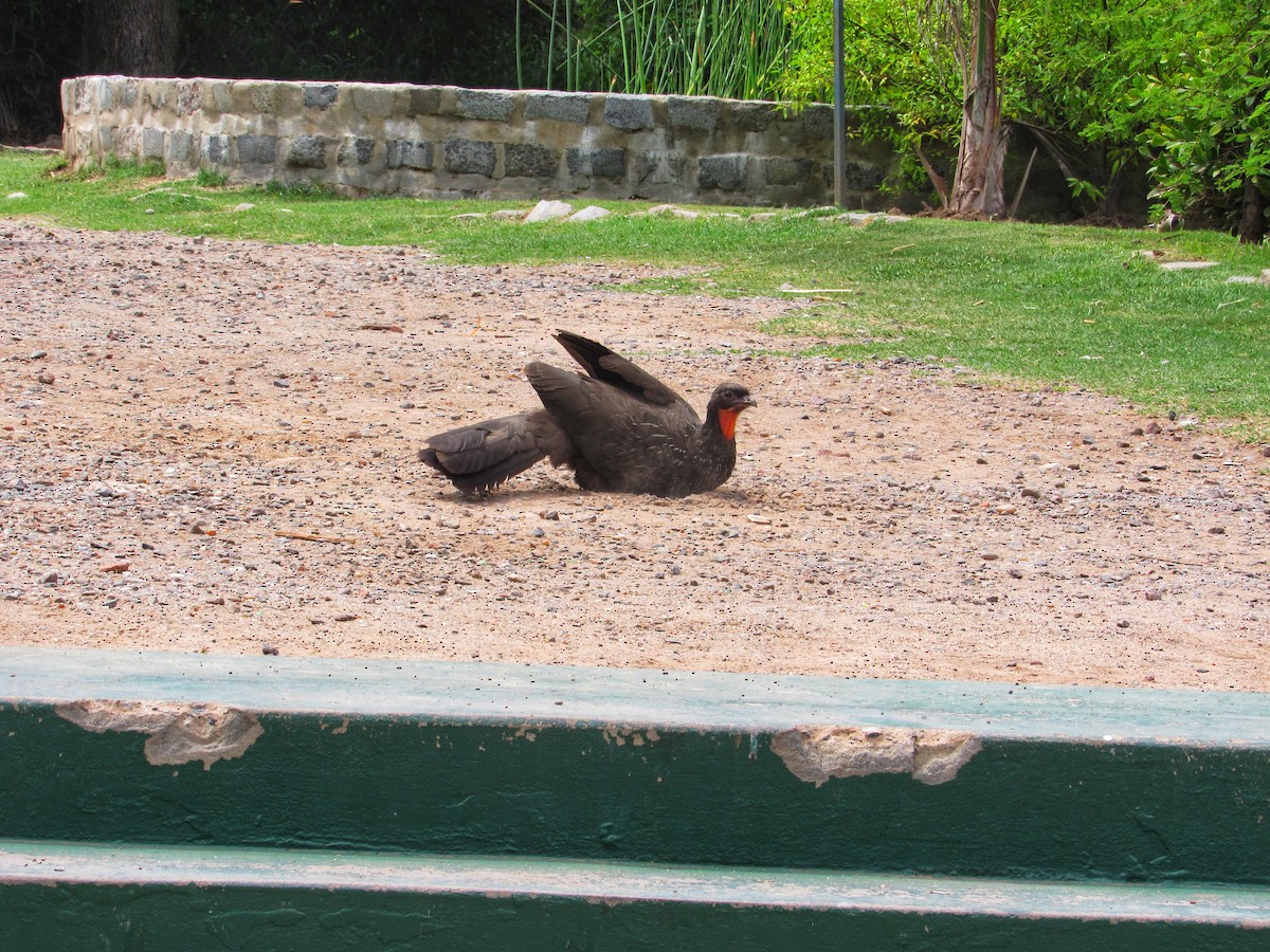 Dusky-legged Guan - ML615612063