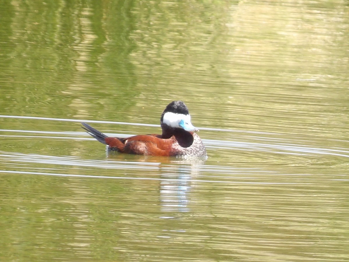 Ruddy Duck - ML615612075