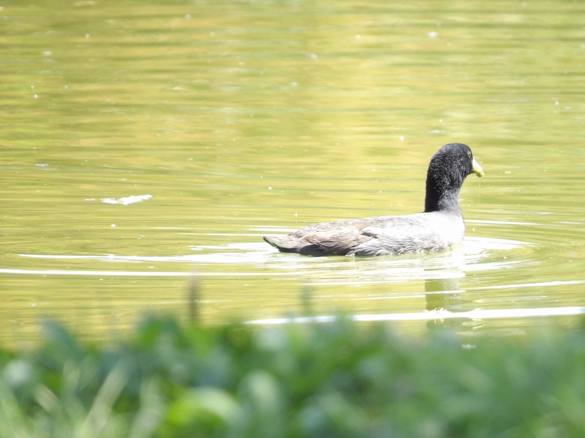 American Coot - ML615612103