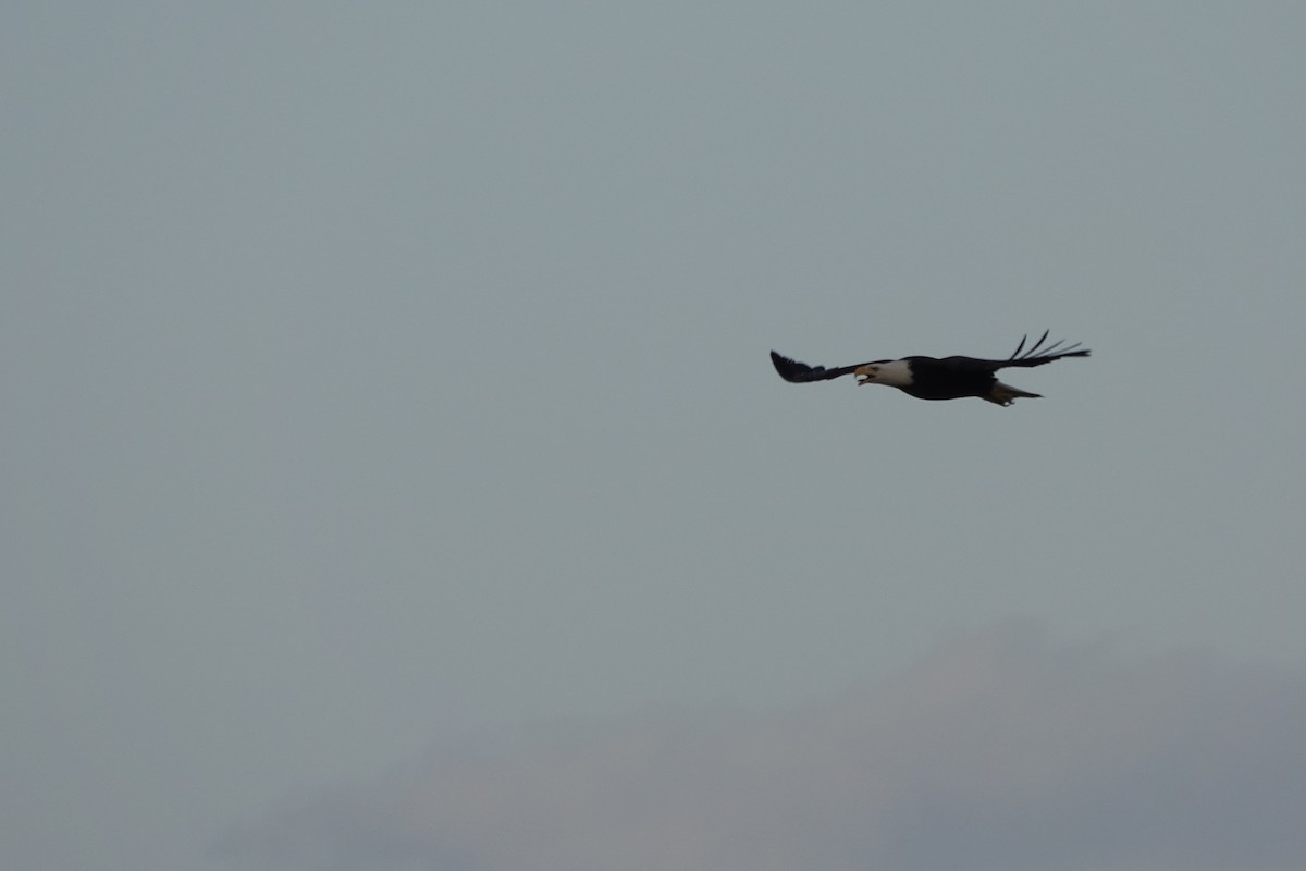 Bald Eagle - Matthew Hunter