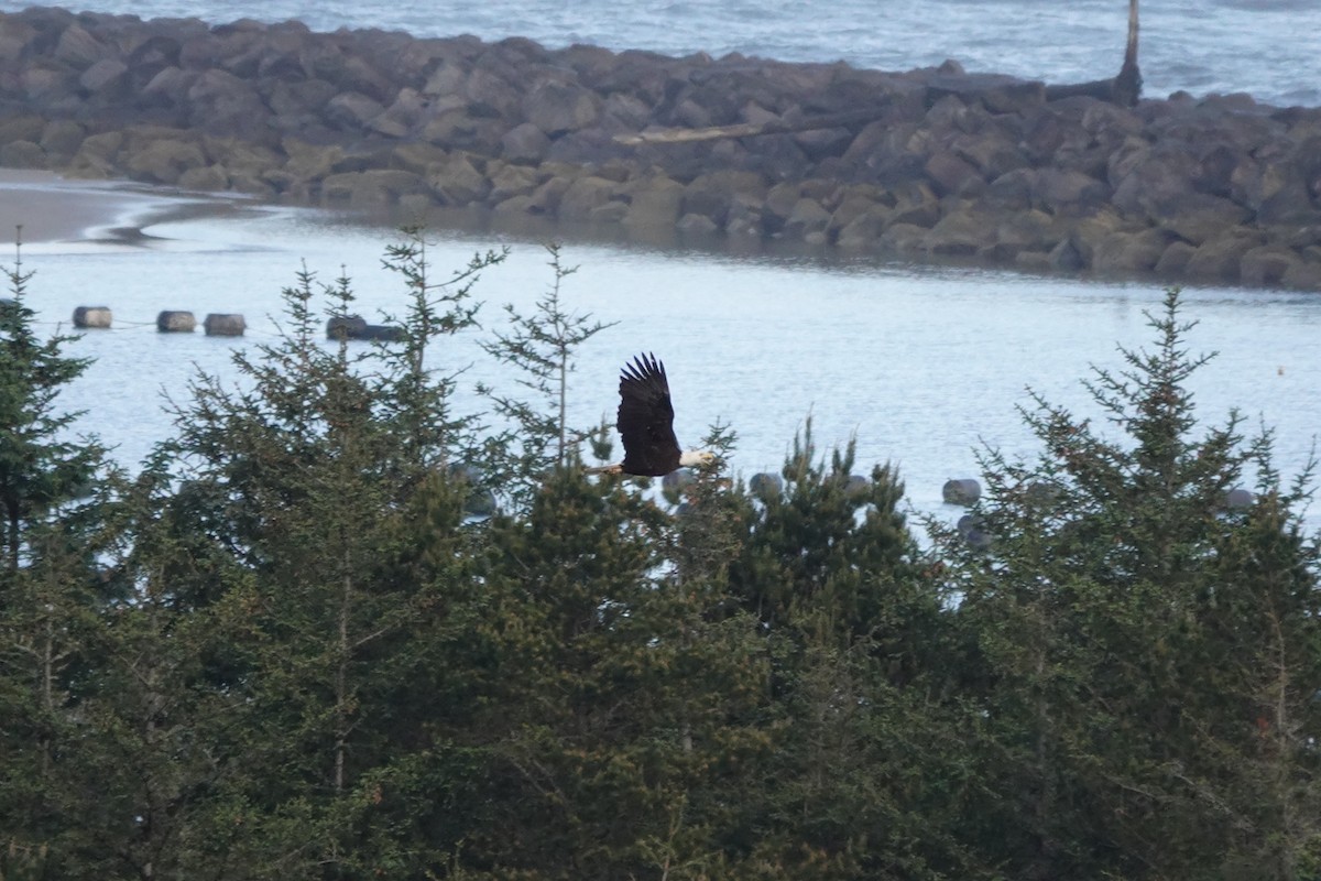 Weißkopf-Seeadler - ML615612126