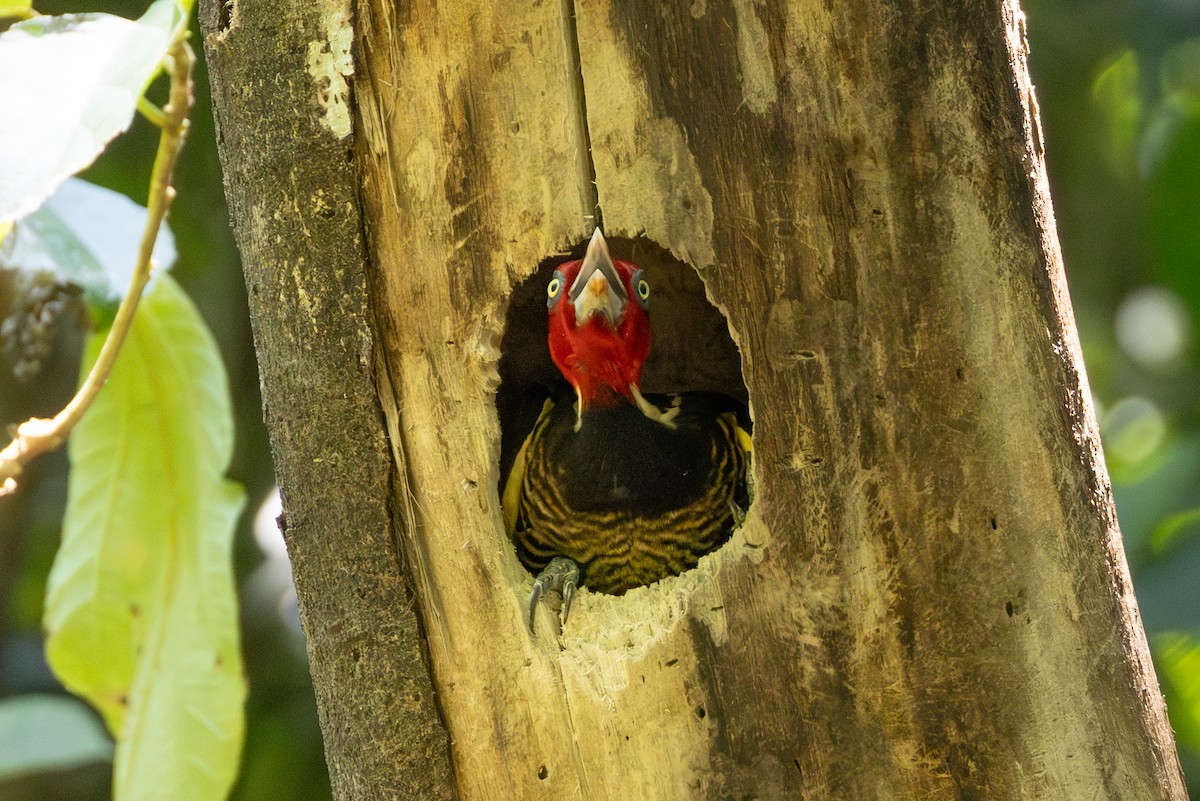 Pale-billed Woodpecker - ML615612129