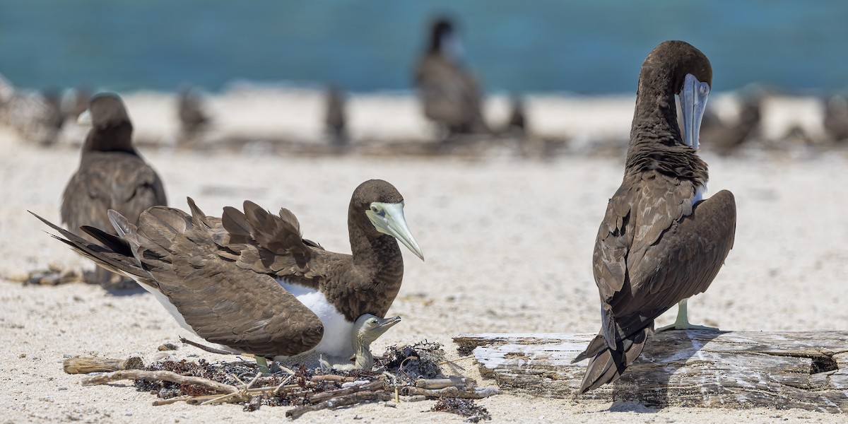 Brown Booby - ML615612145